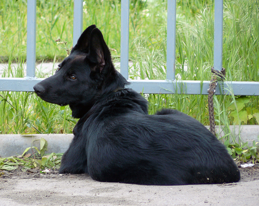 2011 г. - выставка собак в г. Шахты