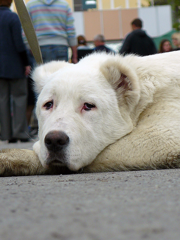 2011 г. - выставка собак в Шахтах