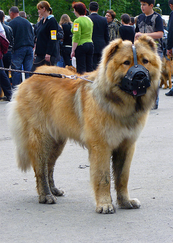 Выставка собак в г. Шахты 2011