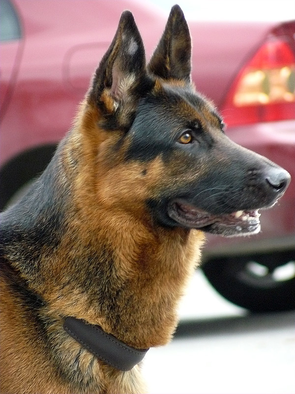 Выставка собак в Шахтах 2011