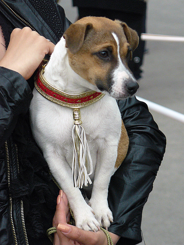 Джек Рассел терьер, выставка собак в г. Шахты 2011 г.