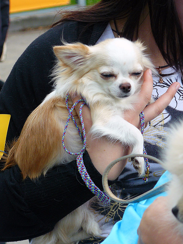 Чихуахуа, выставка собак в городе Шахты 2011 г.