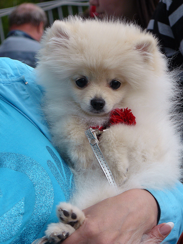 Выставка собак в г. Шахты, май 2011