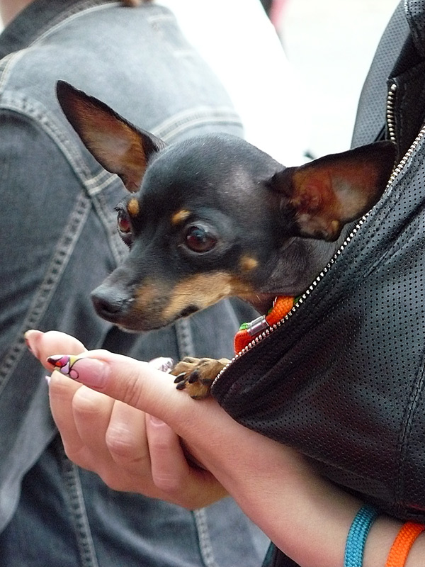 Той-терьер, шахтинская выставка собак, 2011 г.