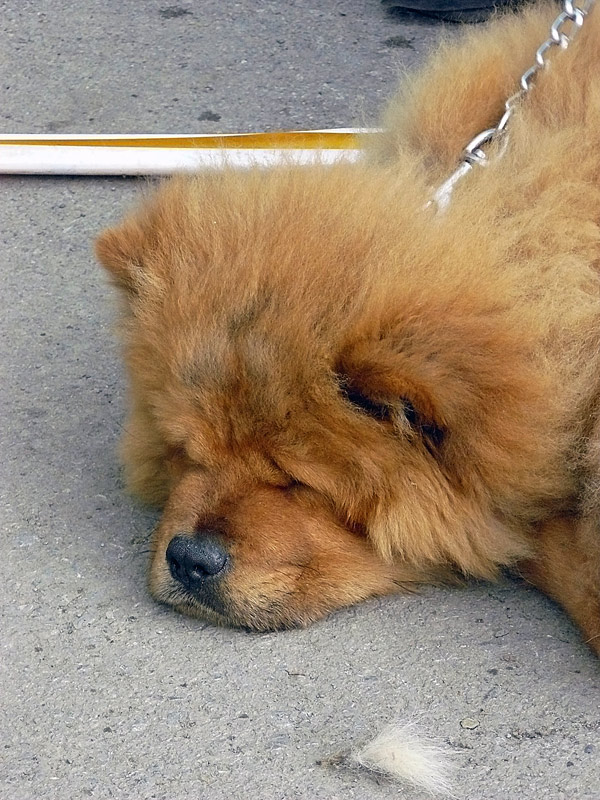 Чау-чау, Шахтинская выставка собак, май 2011 г.