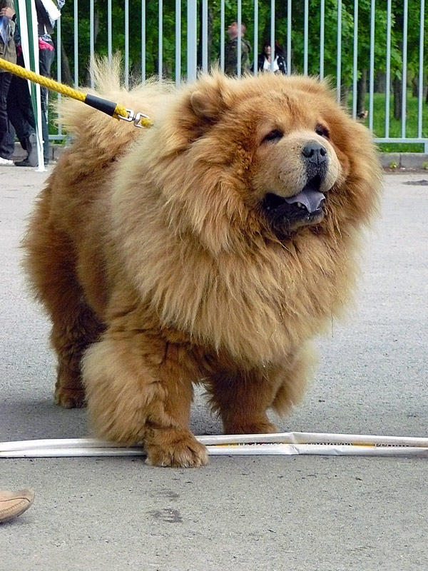 Чау-чау, 2011 г. - выставка собак в Шахтах