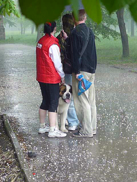 Май 2011 - выставка собак в городе Шахты