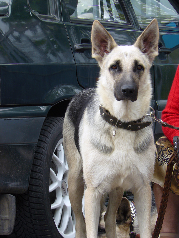 Немецкая овчарка, выставка собак в г. Шахты 2011 г.