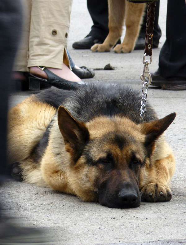 Восточно-европейская овчарка, выставка собак в Шахтах 2011 г.