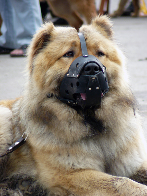 Выставка собак в городе Шахты, май 2011